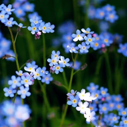 nature blue photography freetoedit wppflowers dpcfreetoedit