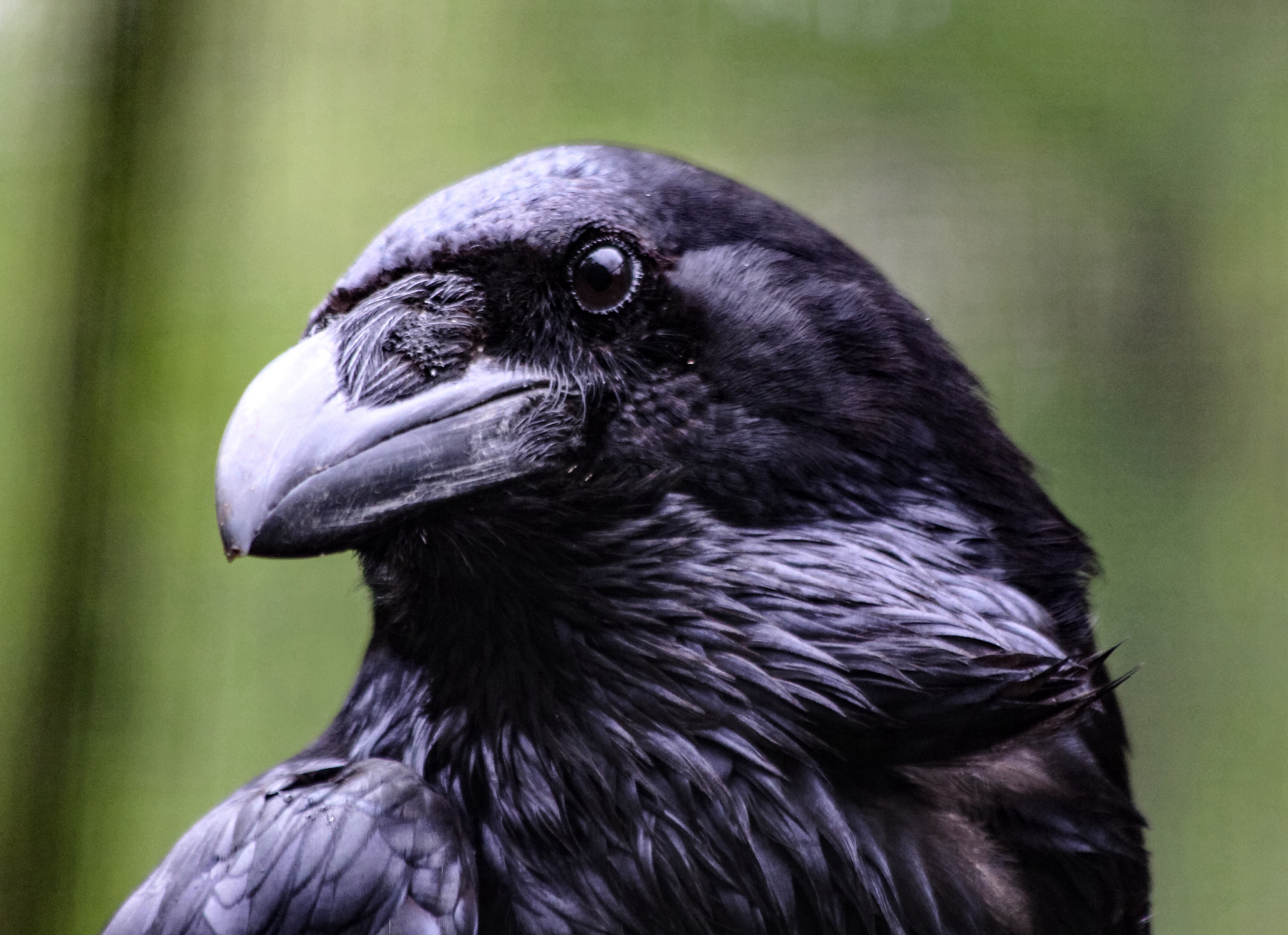 bird raven The Raven is watching... image by @sunsetschnubb