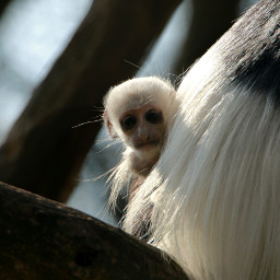 cute nature photography petsandanimals monkey wppwhite