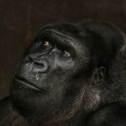 gorilla photography nature petsandanimals germany