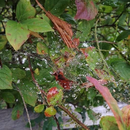 spiderweb waterdrops water web